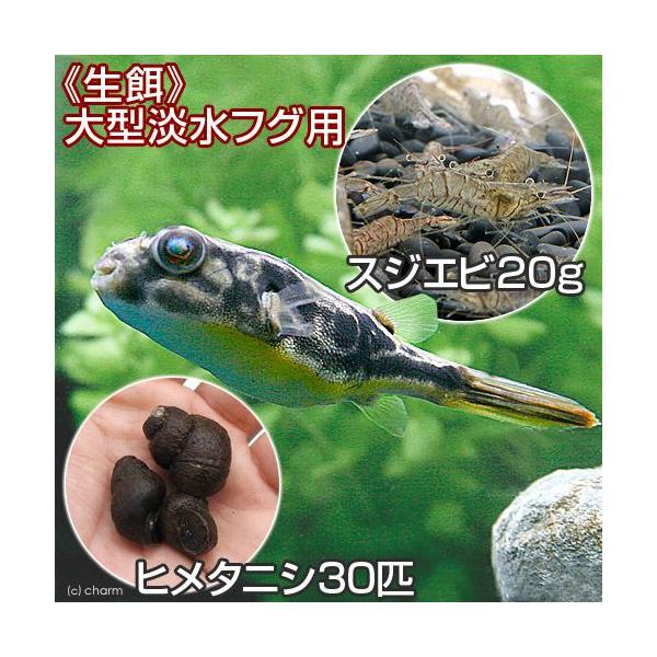テトラオドン ムブ